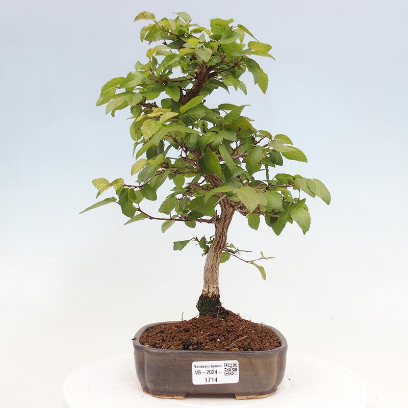 Bonsai für draußen -Carpinus CARPINOIDES - Koreanische Hainbuche