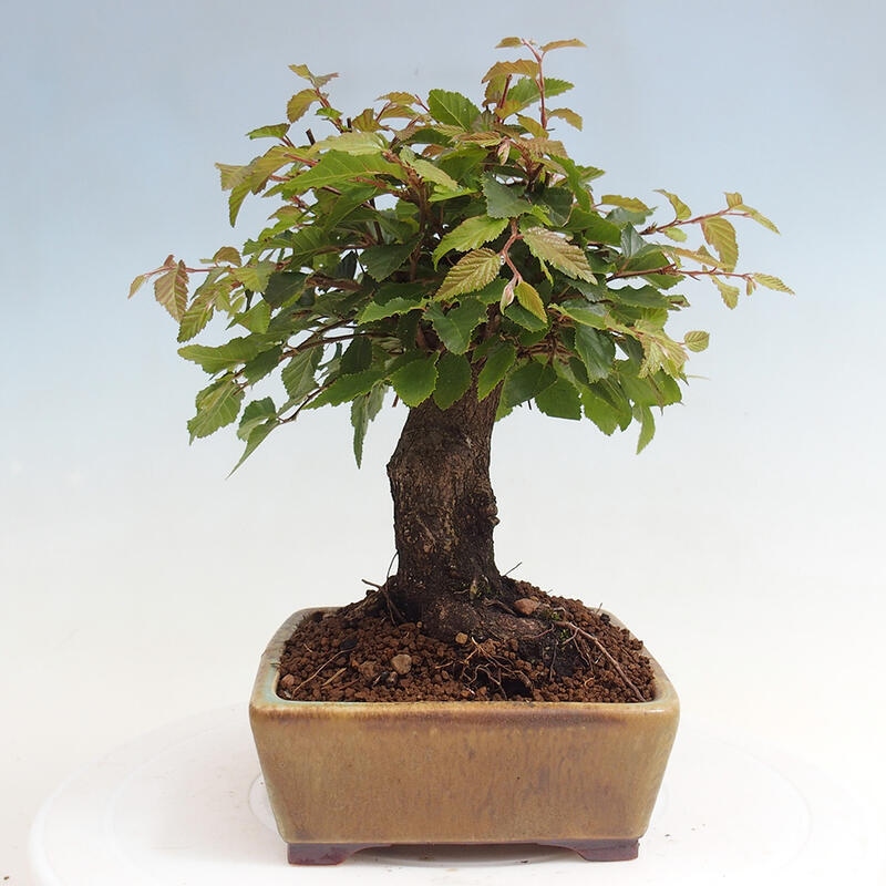 Bonsai für draußen -Carpinus CARPINOIDES - Koreanische Hainbuche
