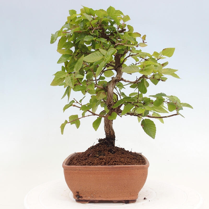 Bonsai für draußen -Carpinus CARPINOIDES - Koreanische Hainbuche