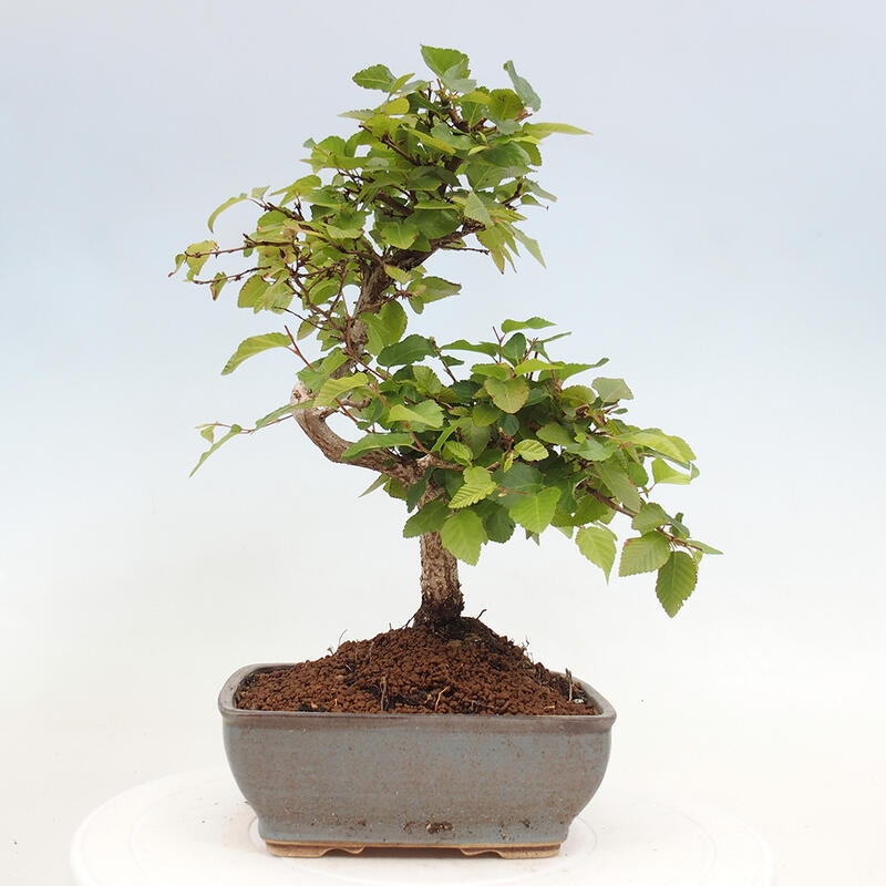 Bonsai für draußen -Carpinus CARPINOIDES - Koreanische Hainbuche