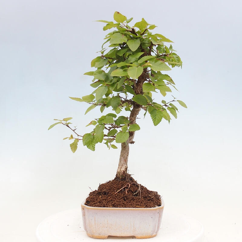 Bonsai für draußen -Carpinus CARPINOIDES - Koreanische Hainbuche