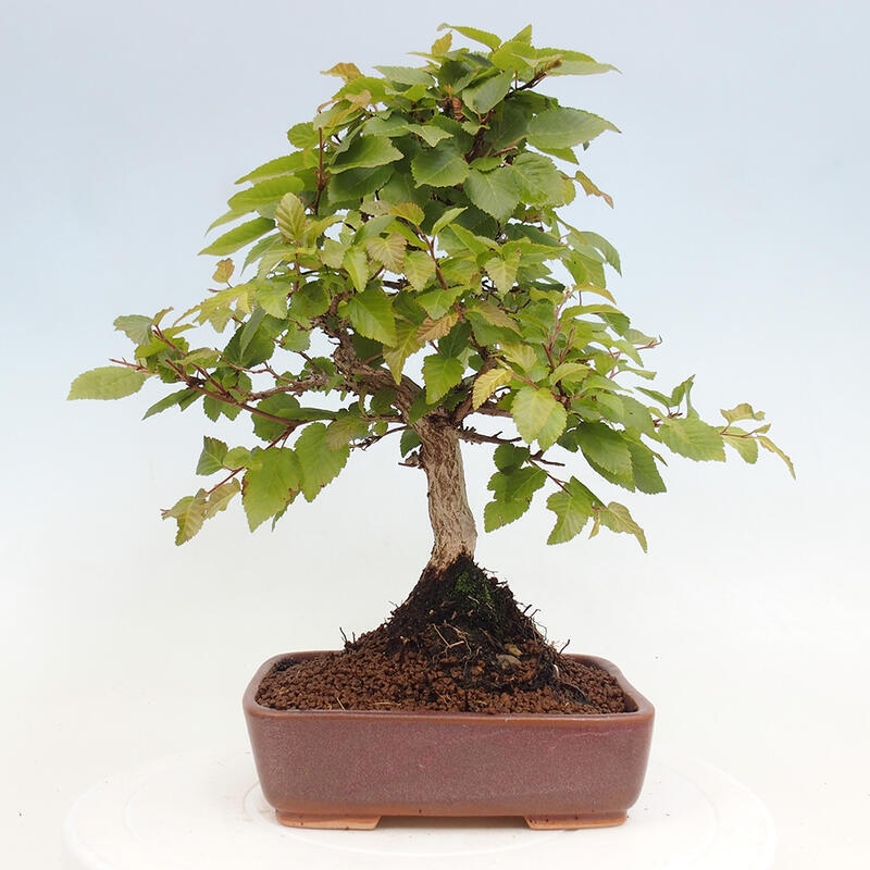 Bonsai für draußen -Carpinus CARPINOIDES - Koreanische Hainbuche