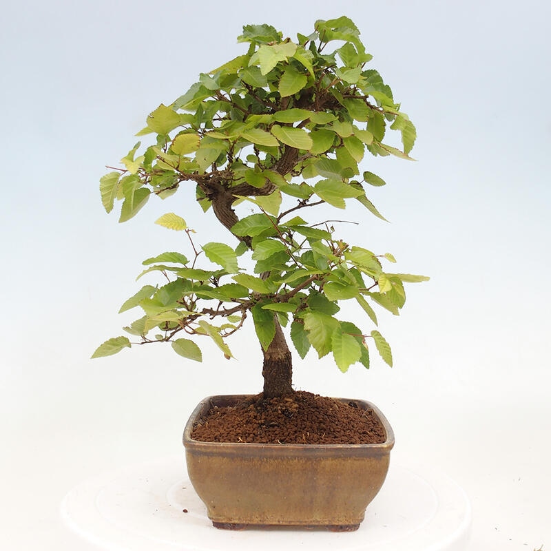 Bonsai für draußen -Carpinus CARPINOIDES - Koreanische Hainbuche