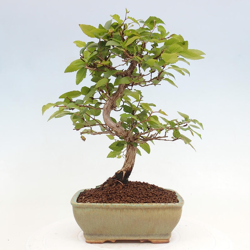 Bonsai für draußen -Carpinus CARPINOIDES - Koreanische Hainbuche