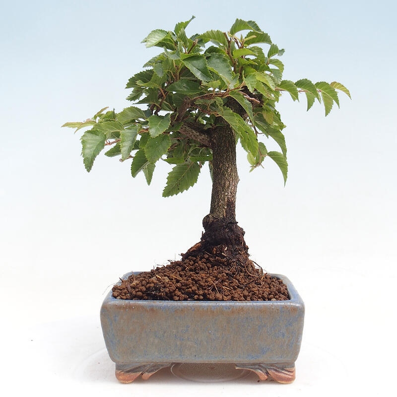 Bonsai für draußen -Carpinus CARPINOIDES - Koreanische Hainbuche