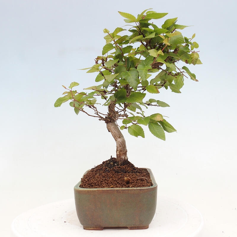 Bonsai für draußen -Carpinus CARPINOIDES - Koreanische Hainbuche