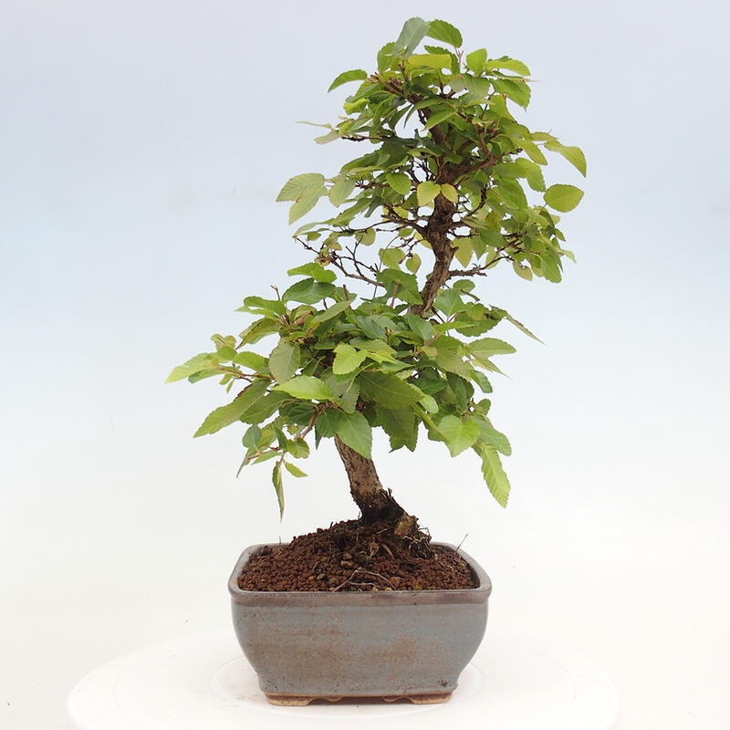 Bonsai für draußen -Carpinus CARPINOIDES - Koreanische Hainbuche