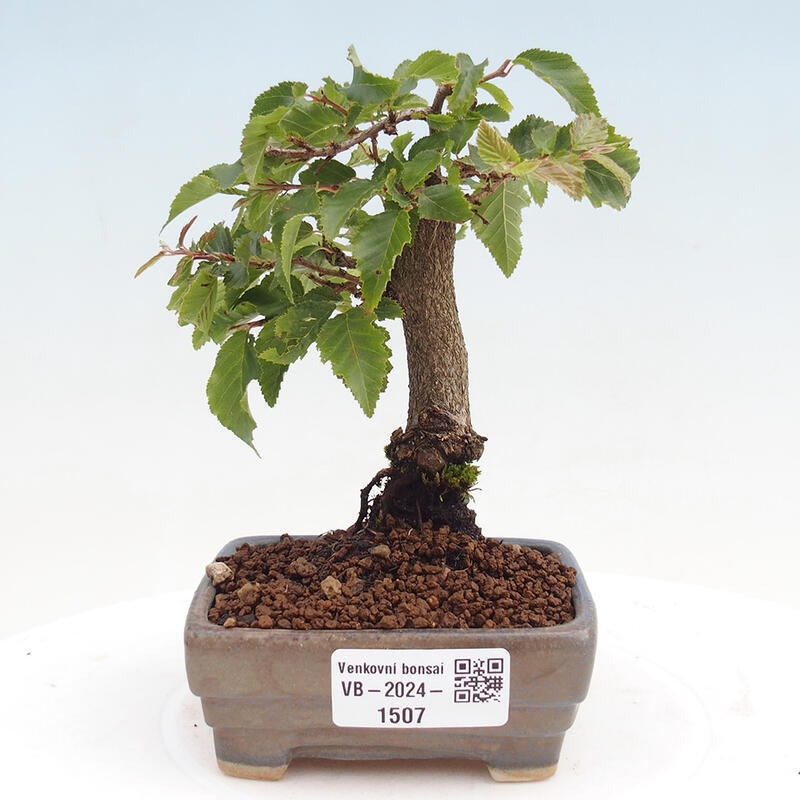 Bonsai für draußen -Carpinus CARPINOIDES - Koreanische Hainbuche