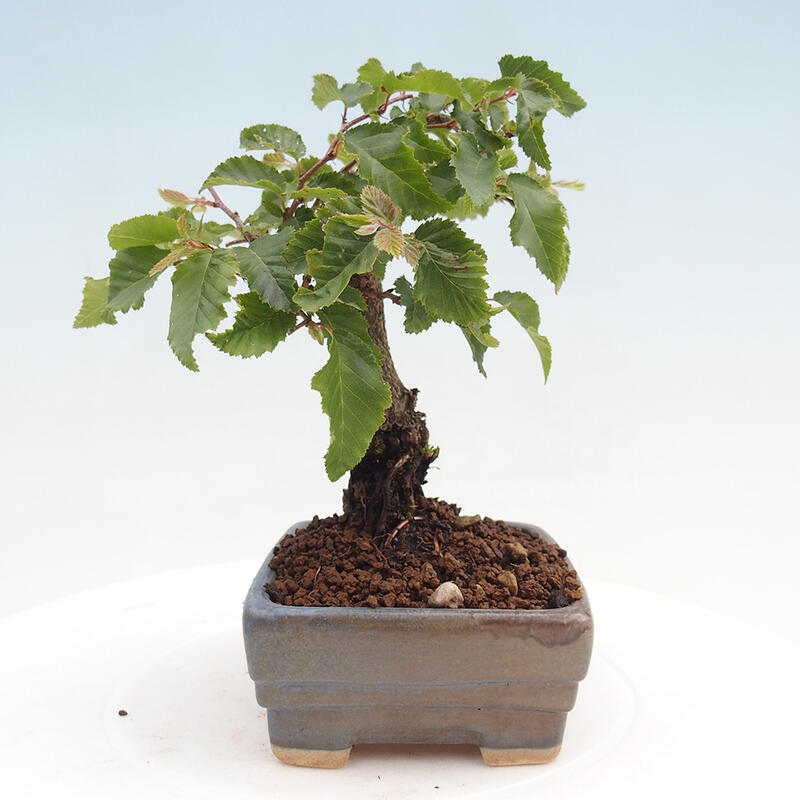 Bonsai für draußen -Carpinus CARPINOIDES - Koreanische Hainbuche