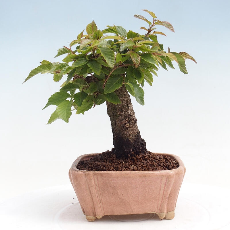 Bonsai für draußen -Carpinus CARPINOIDES - Koreanische Hainbuche