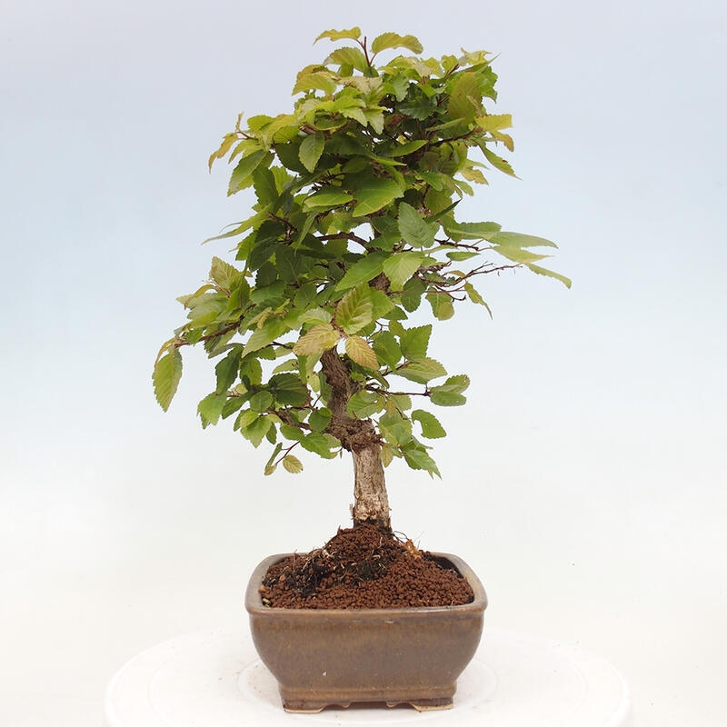Bonsai für draußen -Carpinus CARPINOIDES - Koreanische Hainbuche