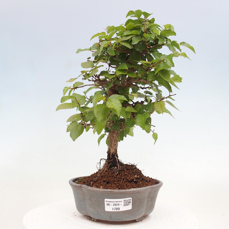 Bonsai für draußen -Carpinus CARPINOIDES - Koreanische Hainbuche