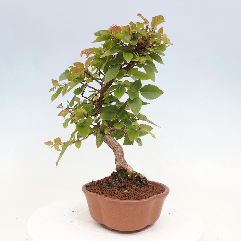 Bonsai für draußen -Carpinus CARPINOIDES - Koreanische Hainbuche