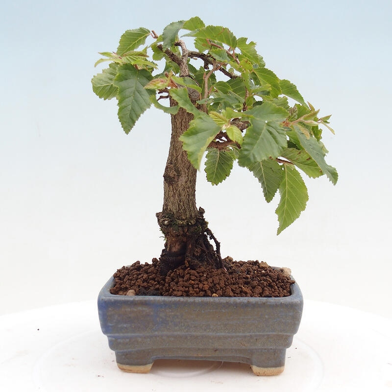 Bonsai für draußen -Carpinus CARPINOIDES - Koreanische Hainbuche