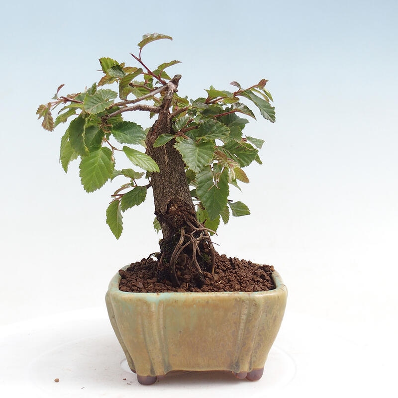 Bonsai für draußen -Carpinus CARPINOIDES - Koreanische Hainbuche