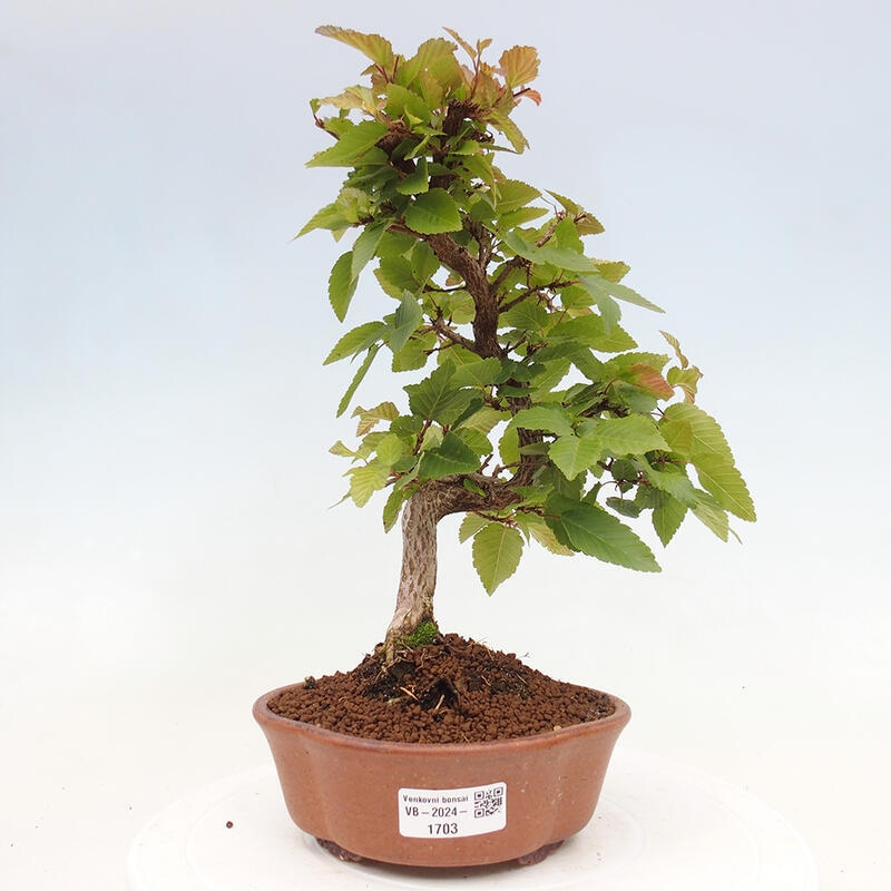 Bonsai für draußen -Carpinus CARPINOIDES - Koreanische Hainbuche