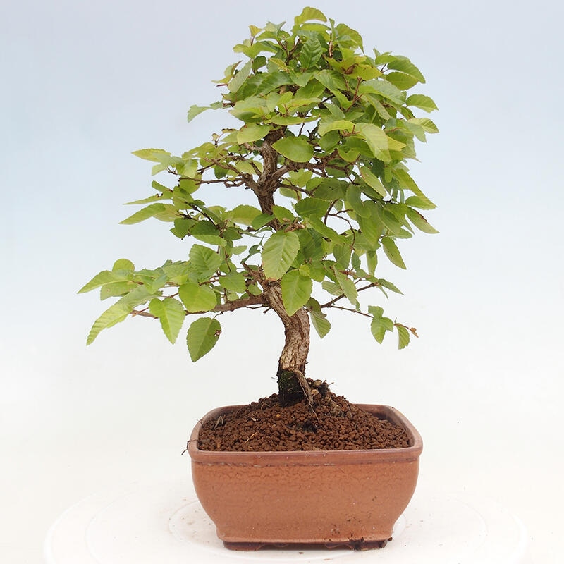 Bonsai für draußen -Carpinus CARPINOIDES - Koreanische Hainbuche