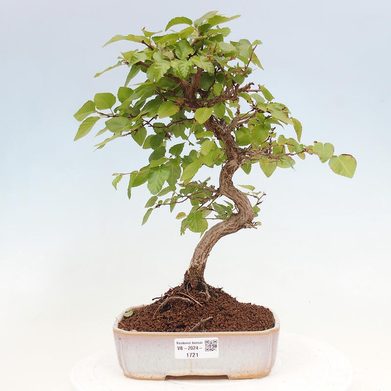 Bonsai für draußen -Carpinus CARPINOIDES - Koreanische Hainbuche