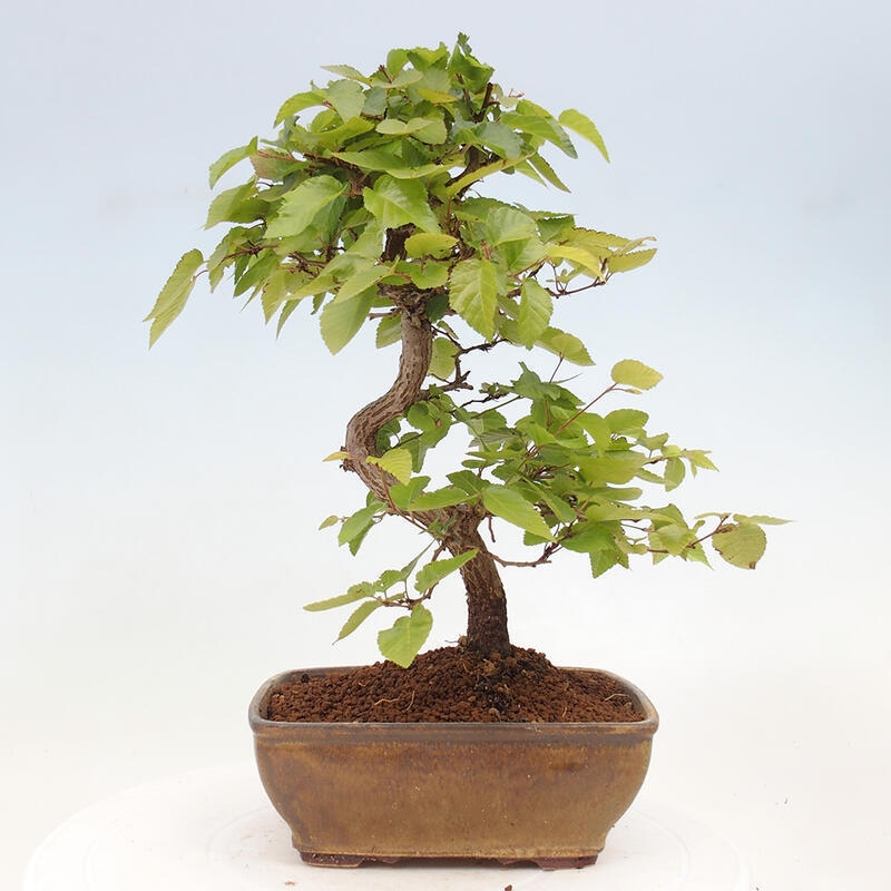 Bonsai für draußen -Carpinus CARPINOIDES - Koreanische Hainbuche