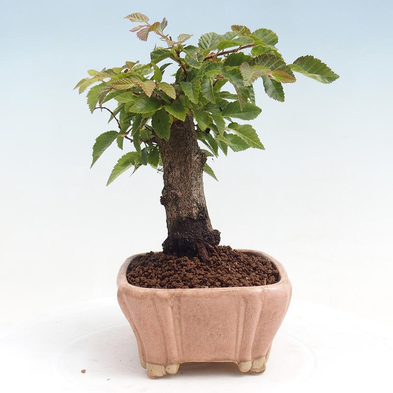 Bonsai für draußen -Carpinus CARPINOIDES - Koreanische Hainbuche