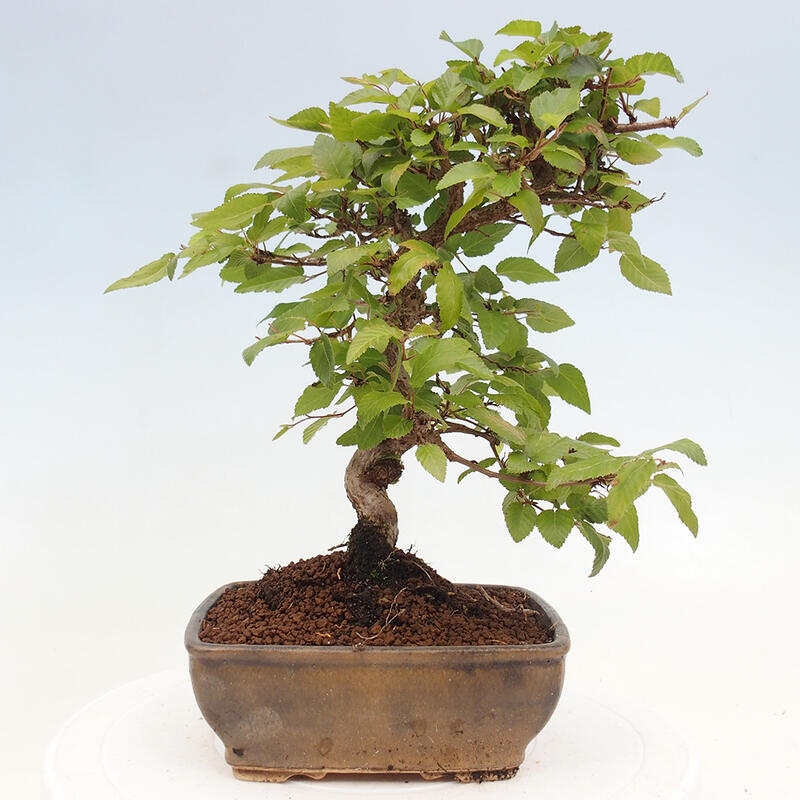 Bonsai für draußen -Carpinus CARPINOIDES - Koreanische Hainbuche