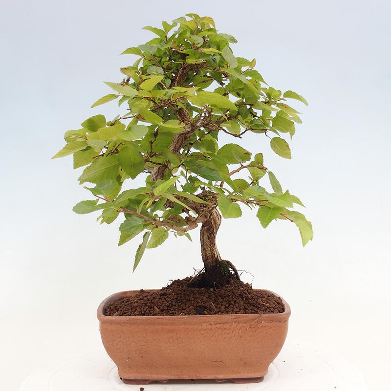 Bonsai für draußen -Carpinus CARPINOIDES - Koreanische Hainbuche