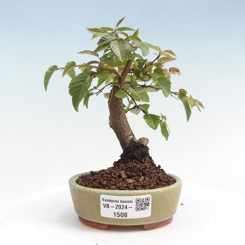 Bonsai für draußen -Carpinus CARPINOIDES - Koreanische Hainbuche
