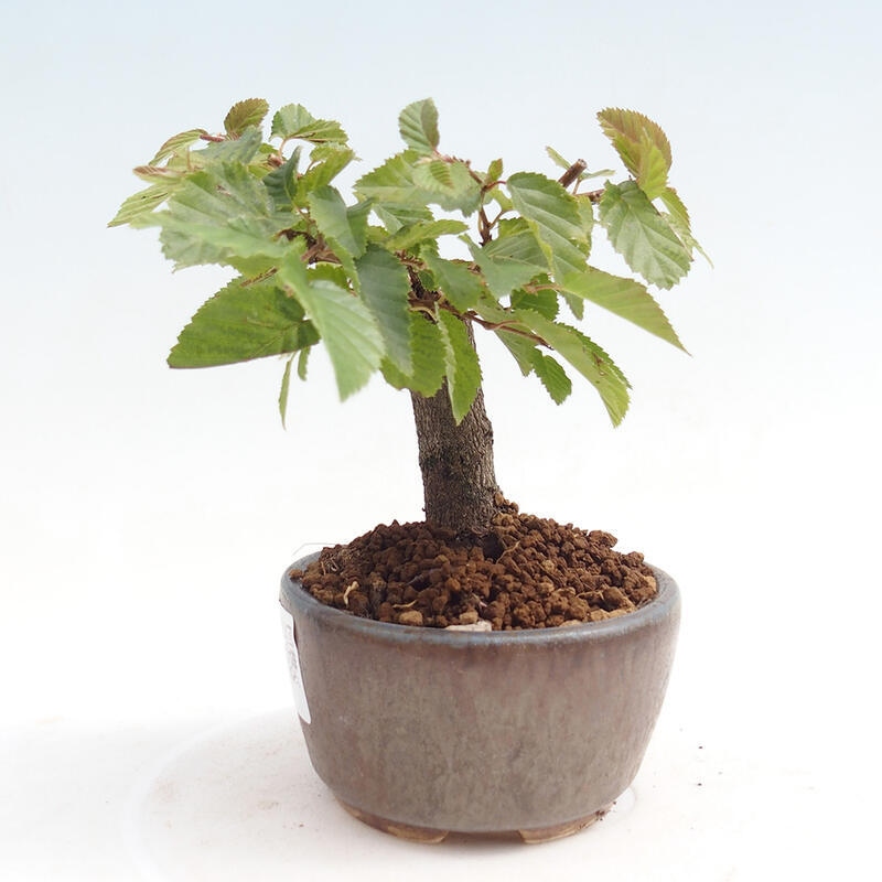 Bonsai für draußen -Carpinus CARPINOIDES - Koreanische Hainbuche