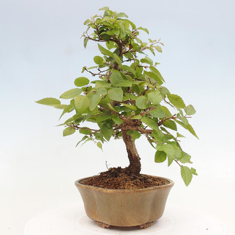 Bonsai für draußen -Carpinus CARPINOIDES - Koreanische Hainbuche