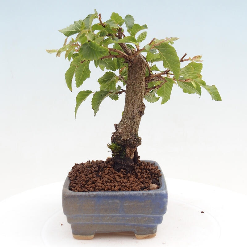 Bonsai für draußen -Carpinus CARPINOIDES - Koreanische Hainbuche