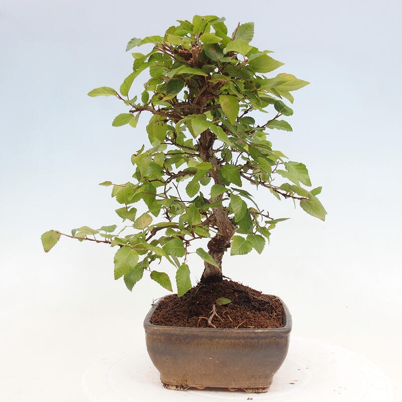 Bonsai für draußen -Carpinus CARPINOIDES - Koreanische Hainbuche