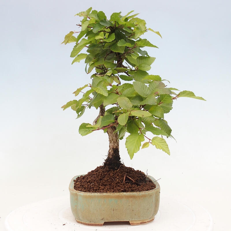 Bonsai für draußen -Carpinus CARPINOIDES - Koreanische Hainbuche