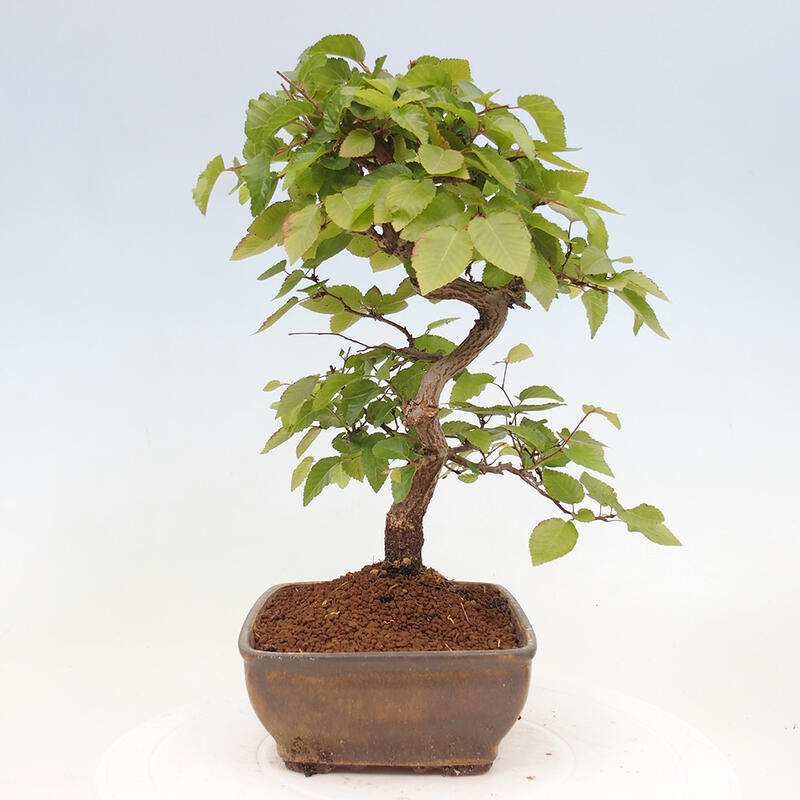 Bonsai für draußen -Carpinus CARPINOIDES - Koreanische Hainbuche