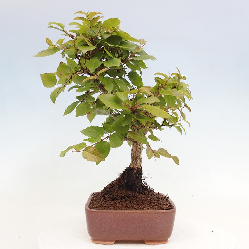 Bonsai für draußen -Carpinus CARPINOIDES - Koreanische Hainbuche