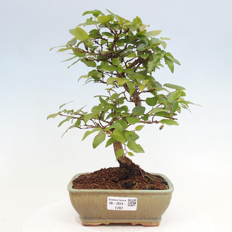 Bonsai für draußen -Carpinus CARPINOIDES - Koreanische Hainbuche