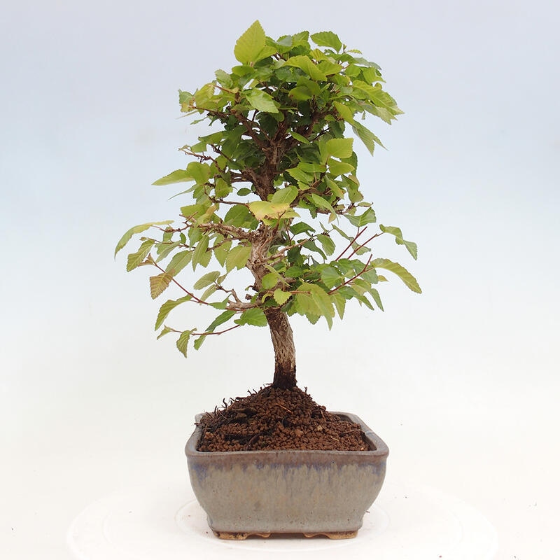 Bonsai für draußen -Carpinus CARPINOIDES - Koreanische Hainbuche