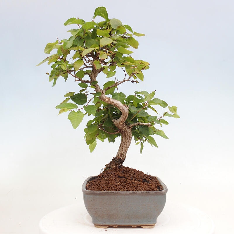 Bonsai für draußen -Carpinus CARPINOIDES - Koreanische Hainbuche