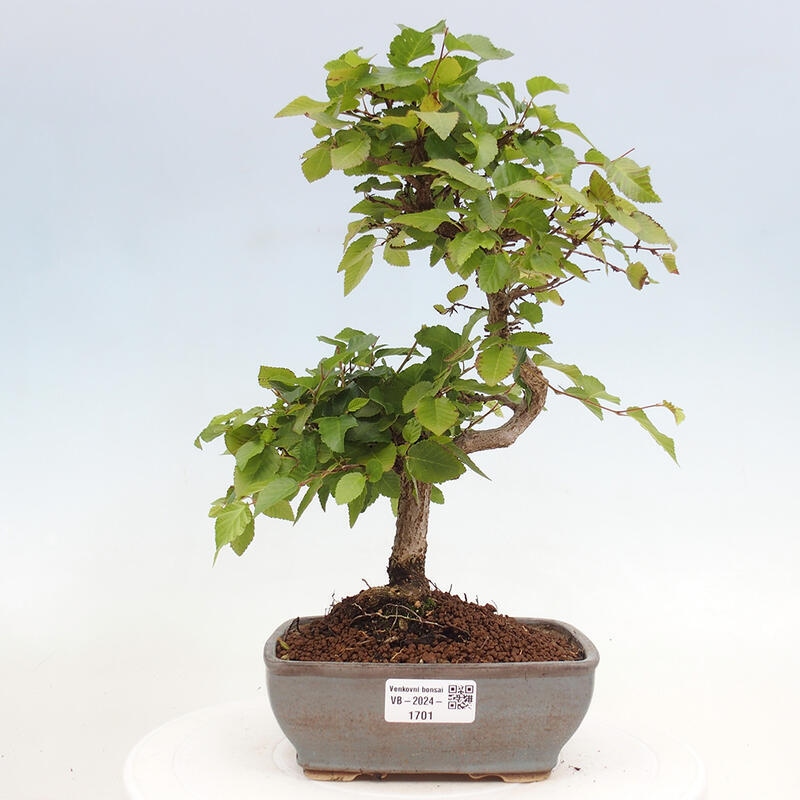 Bonsai für draußen -Carpinus CARPINOIDES - Koreanische Hainbuche