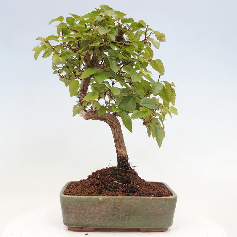 Bonsai für draußen -Carpinus CARPINOIDES - Koreanische Hainbuche