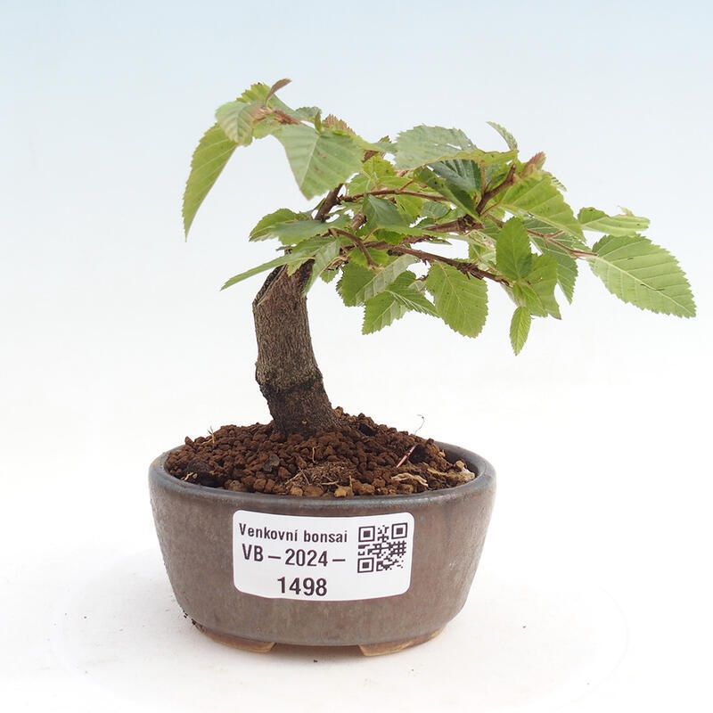 Bonsai für draußen -Carpinus CARPINOIDES - Koreanische Hainbuche