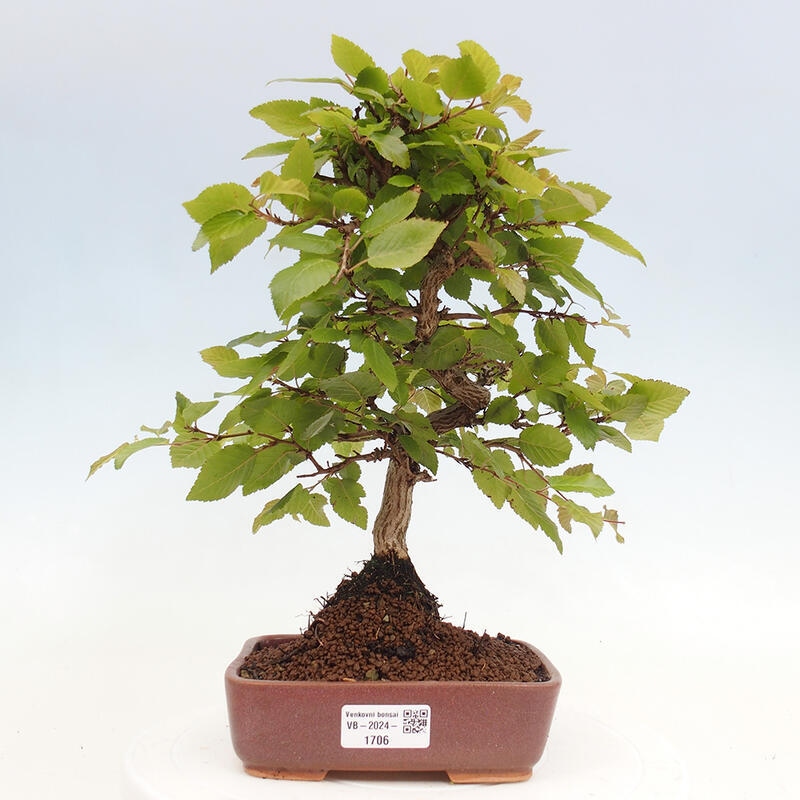 Bonsai für draußen -Carpinus CARPINOIDES - Koreanische Hainbuche