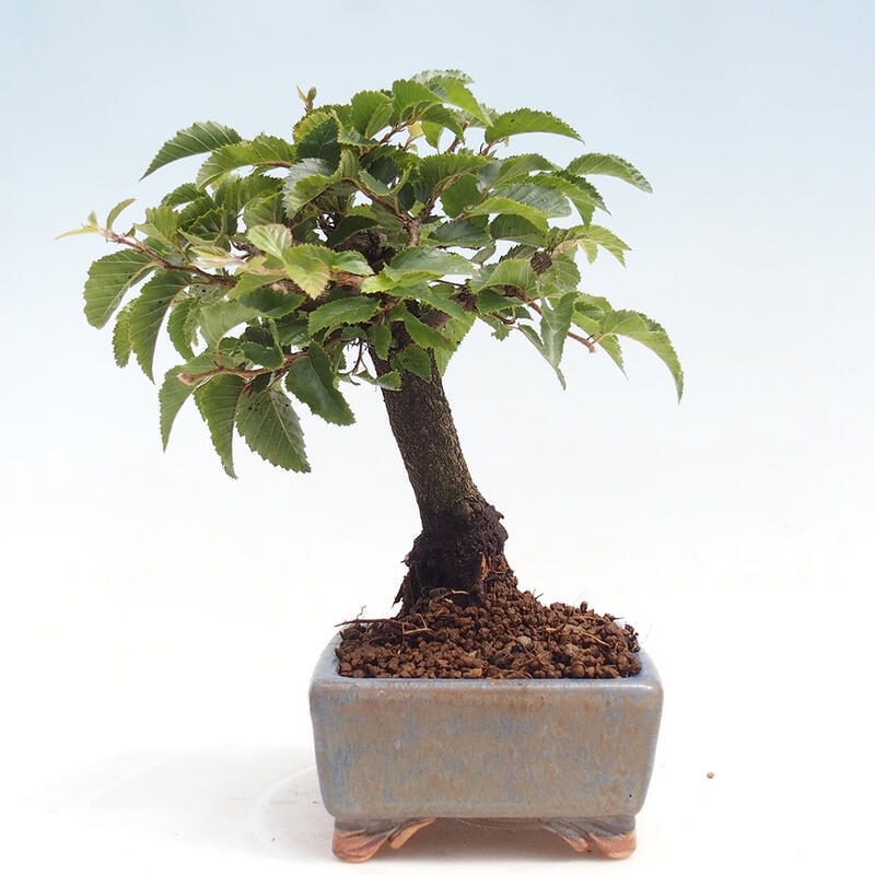 Bonsai für draußen -Carpinus CARPINOIDES - Koreanische Hainbuche