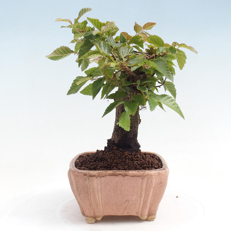 Bonsai für draußen -Carpinus CARPINOIDES - Koreanische Hainbuche