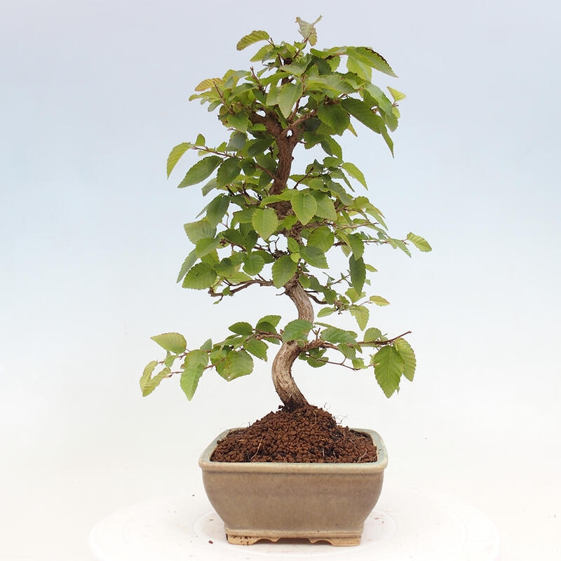 Bonsai für draußen -Carpinus CARPINOIDES - Koreanische Hainbuche