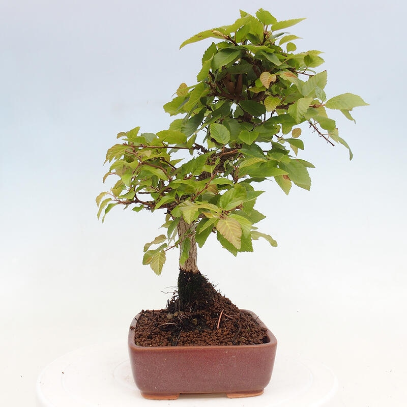 Bonsai für draußen -Carpinus CARPINOIDES - Koreanische Hainbuche
