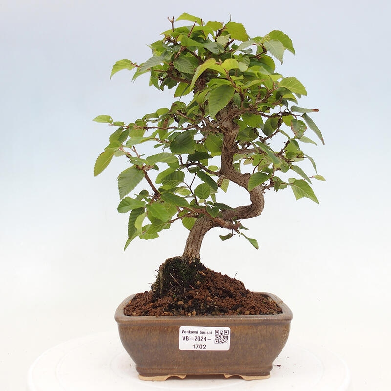 Bonsai für draußen -Carpinus CARPINOIDES - Koreanische Hainbuche