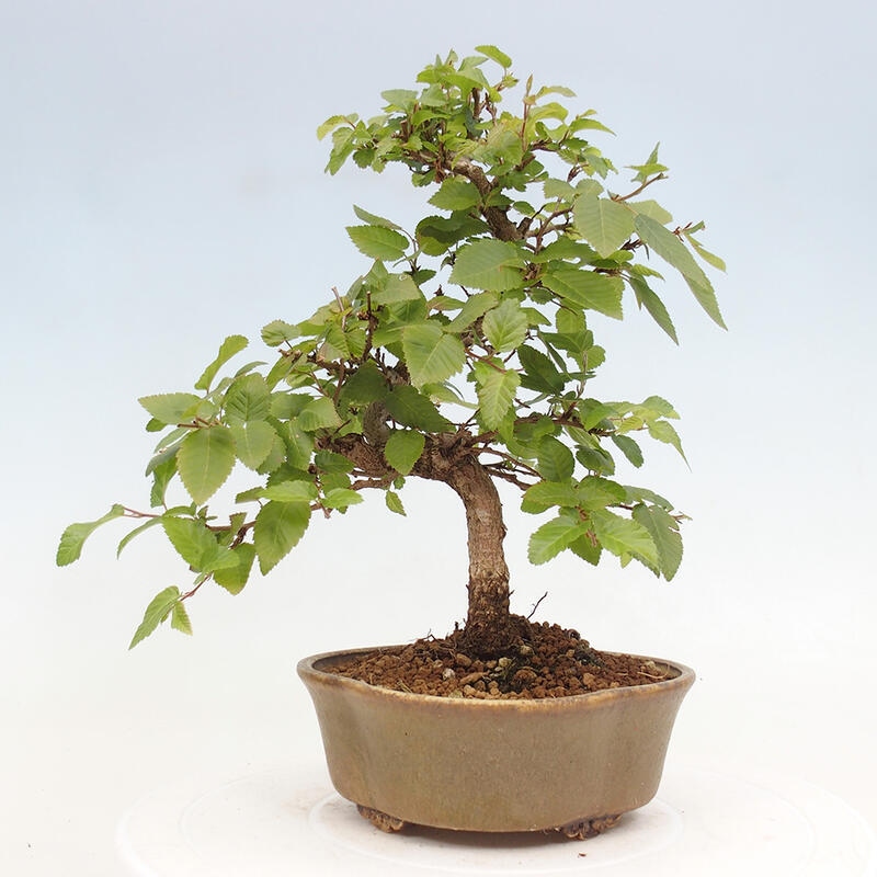 Bonsai für draußen -Carpinus CARPINOIDES - Koreanische Hainbuche