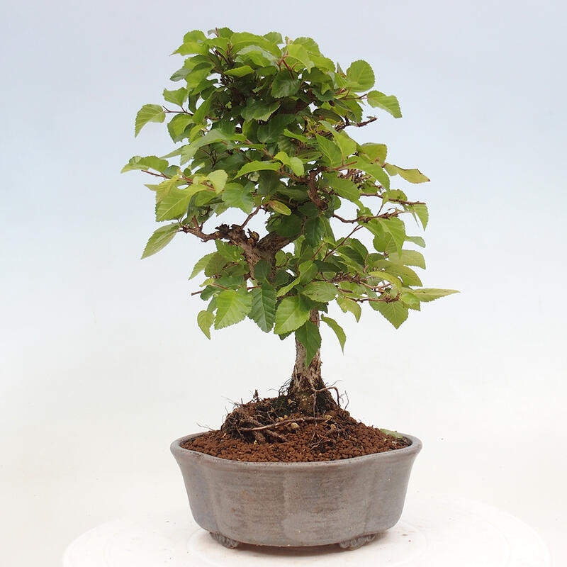 Bonsai für draußen -Carpinus CARPINOIDES - Koreanische Hainbuche
