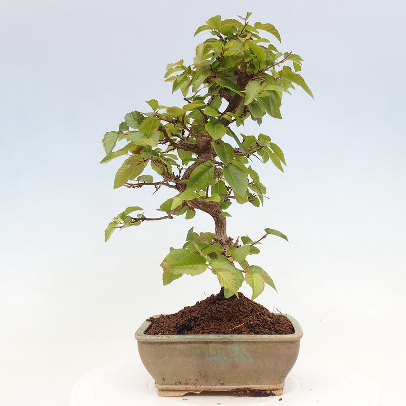 Bonsai für draußen -Carpinus CARPINOIDES - Koreanische Hainbuche
