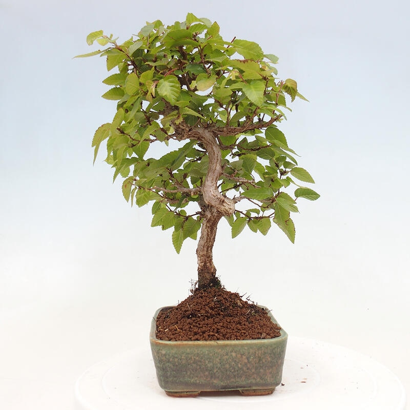 Bonsai für draußen -Carpinus CARPINOIDES - Koreanische Hainbuche